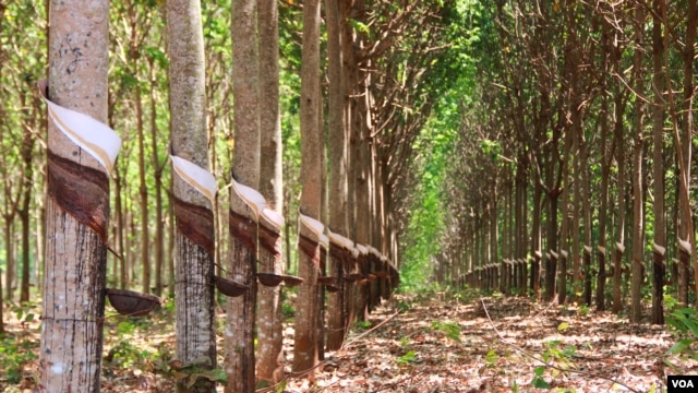 Rubber plantation in Pech Chreada district in Mondulkiri province, Cambodia, March 10th, 2015. (Photo: Nov Povleakhena/VOA Khmer).