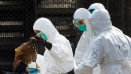 A health worker removes a dead chicken at a wholesale poultry market in Hong Kong, Jan. 28, 2014.