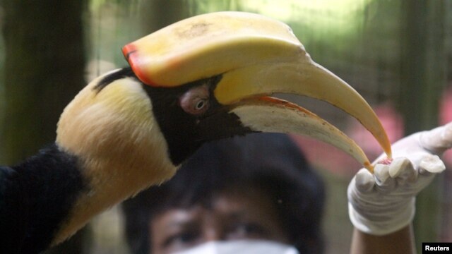 Burung enggang di Kebun Binatang Ragunan, Jakarta. (Foto: Dok)