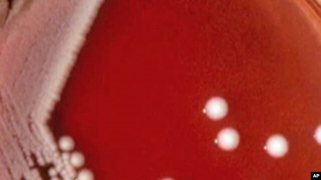 Carbapenem-resistant Klebsiella pneumoniae bacteria