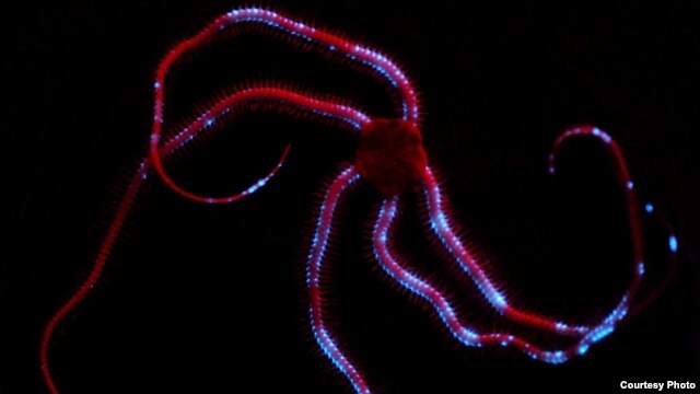 An example of bioluminescence: light emitted from a deep sea brittle star (Credit: Sonke Johnsen)