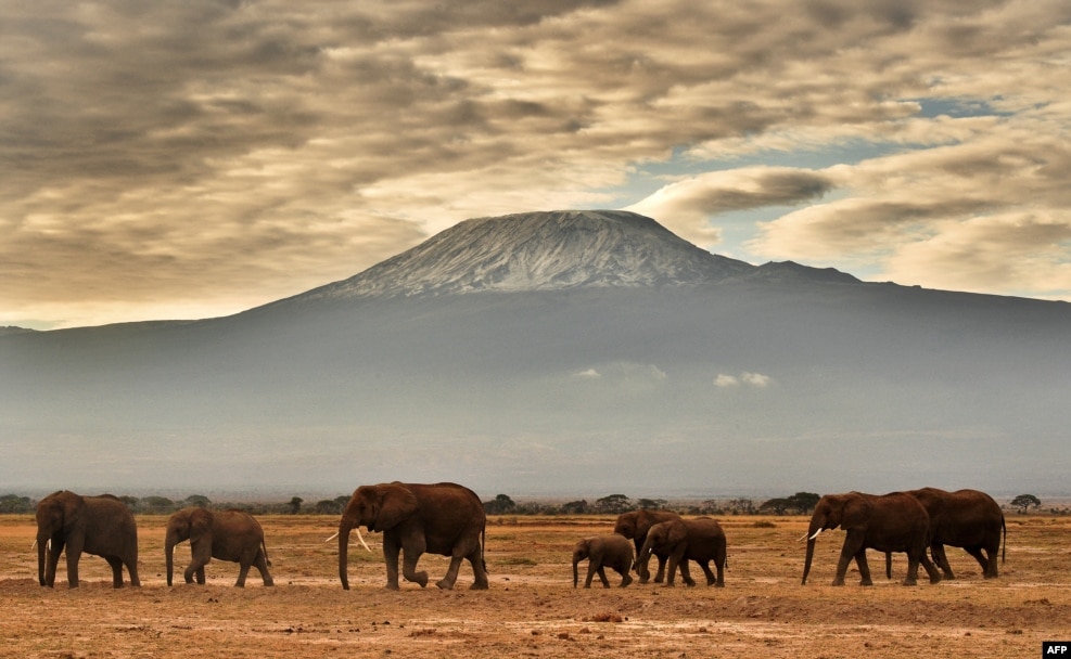 Fil sürüsü Kilmancaro Dağı qarşısında gəzir. Amboseli Milli Parkı, Keniya.