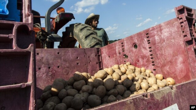 A farm hand stands by the harvested potato crop at King's Hill Farm. The potato yield is about one-fifth of the expected yield, July 30, 2012.