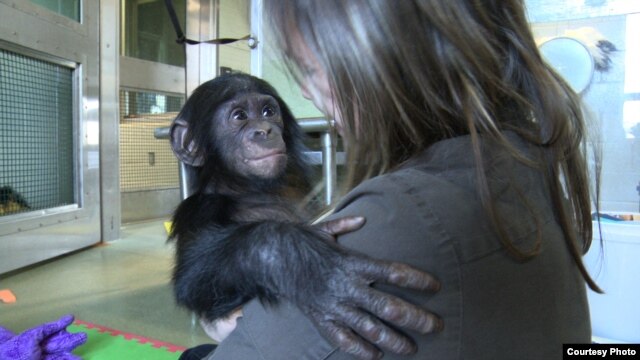 Filmmaker Irene Magafan with baby Teco, the newest addition to the Great Ape Trust in Des Moines, Iowa, in November 2011.(Courtesy Irene Magafan)