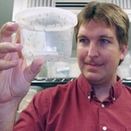 Michael Riehle, holding genetically altered mosquitoes, and his team work in a highly secure lab environment to prevent genetically altered mosquitoes from escaping.