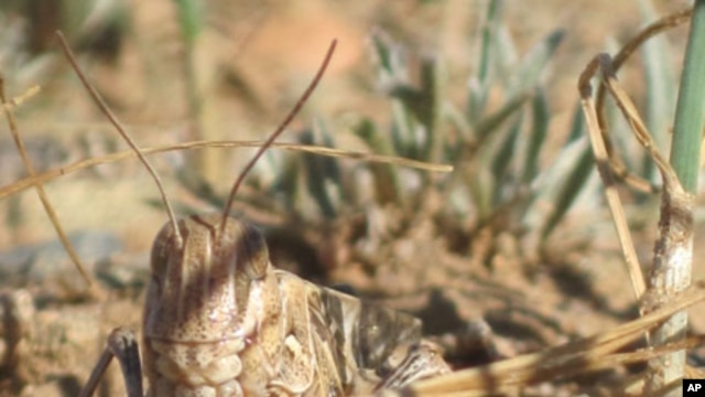 A locust in its grassland habitat - a heavily-grazed field in Inner Mongolia.