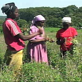 The new FAO report finds that while women make up 43 percent of the world's farmers, only about 10 to 20 percent own the land they farm.