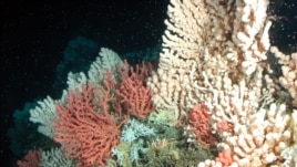 افزایش میزان اسید آب اقیانوس ها