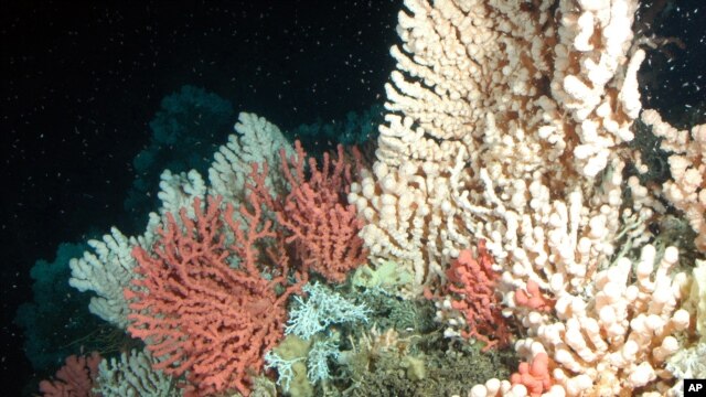 تصویری از تاثیر منفی شگرفی که گازهای گلخانه ای بر موجودات کف اقیانوس می گذارد، عکس از آرشیو