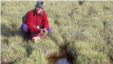 Catherine La Farge gets an up-close look at bryophytes uncovered by the retreating Teardrop Glacier on Ellesmere Island in the Canadian Arctic Archipelago. (Credit: University of Alberta)