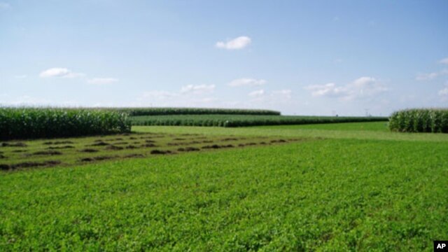 Fossil energy use was compared among different crop rotation systems in a field experiment conducted between 2003 and 2008 in Boone Co., Iowa