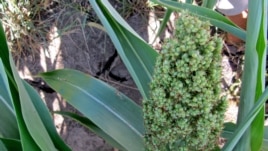 Sorghum is a hardy crop which can grow on drought-scarred ground. (VOA/S. Baragona)