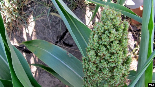 Sorghum is a hardy crop which can grow on drought-scarred ground. (VOA/S. Baragona)