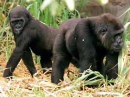 Câu chuyện 13 con khỉ gorilla chết gần một ngôi làng ở Gabon cho thấy những căn bệnh lây lan mới có liên hệ giữa người và động vật.