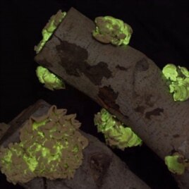 Bioluminescent mushrooms