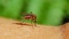 Experimental Malaria Vaccine Weakens Parasite