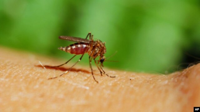 Experts say mosquitoes that transmit malaria thrive in the landscape that's left after forests have been cleared.