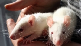 Lab rats such as those pictured here were used to conduct research for the Georgetown University Medical Center study. (Sarah Fleming/Wikimedia Commons)