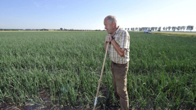 A farmer in his onion field in western Germany