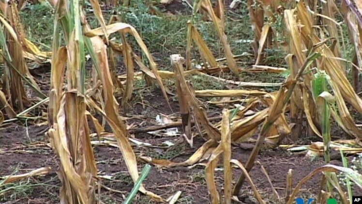 Os subsídios, "não devem ser permanentes", mas o objectivo de aumentar a produtividade é prejudicado por a agricultura moçambicana ser de subsistência.