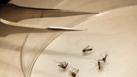 Mosquitoes are sorted at the Dallas County mosquito lab in Dallas, Aug. 16, 2012.