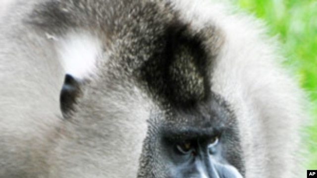 Endangered primate Mandrillus leocophaeus.  