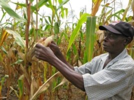Spreading dryness would increase hunger in parts of Africa that depend on maize and rice, two crops that depend on plentiful rainfall.