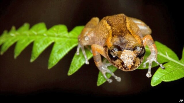 The Conservation International frog hunt rediscovered the Ventriloquial frog, which projects its call like a ventriloquist.