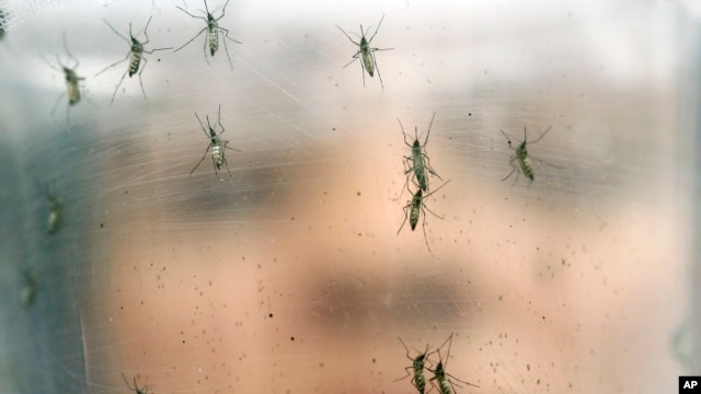 FILE - A researcher holds a container of female Aedes aegypti mosquitoes at the Biomedical Sciences Institute at Sao Paulo University in Brazil.