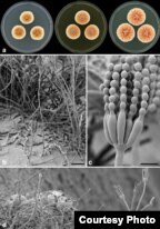 DiOrange Penicillium – ‘เชื้อราสีส้ม’ พบอยู่ตามพื้นดินในตูนีเซีย นิตยสารวิทยาศาสตร์ในเนเธอร์แลนด์เป็นผู้เปิดเผย