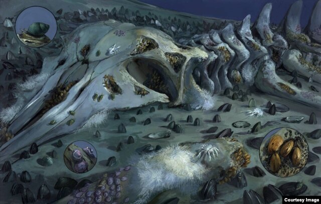 Artist recreation of ocean-bottom ecosystem that grows on whale falls. (Credit: Michael Rothman)