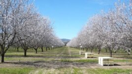 About 1.7 million bee colonies have been trucked into California from all over the country for the almond pollination season, which typically begins around Valentine’s Day.