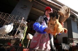 4月2日在上海一禽类批发市场一名摊贩手提一只鸡