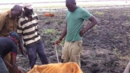 Drought in Matabeleland