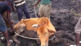 Drought in Matabeleland