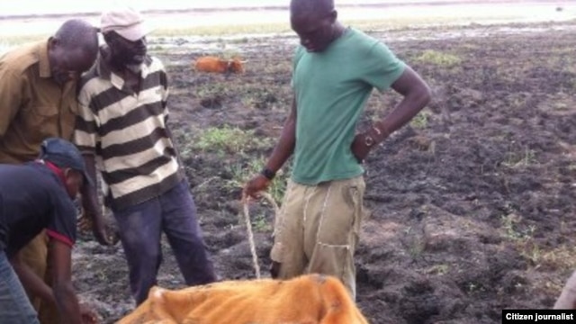 Drought in Matabeleland