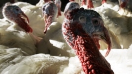 A flock of 30-pound tom turkeys mill around in the barn at  Raymond's Turkey Farm in Methuen, Massachussetts