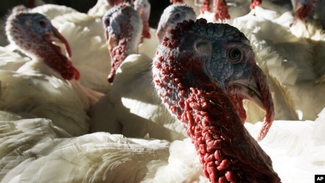 A flock of 30-pound tom turkeys mill around in the barn at  Raymond's Turkey Farm in Methuen, Massachussetts