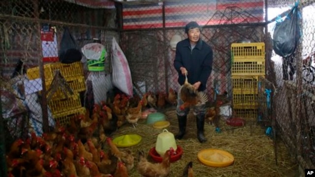 一名工人在上海禽类批发市场上从笼内抓出一只鸡(4月5日资料照片)
