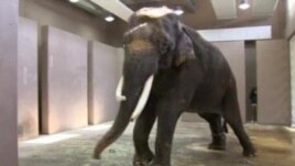 Talking Elephant