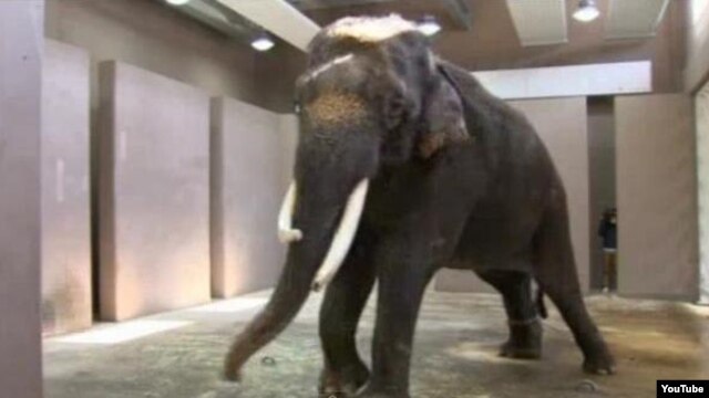 Talking Elephant