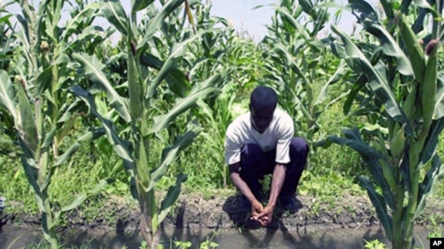 A farmer in Vaudreuil, Haiti, works in a cornfield (File)