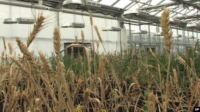 Plant Scientists Fight Hunger Through Genetics