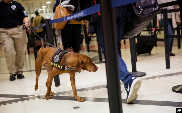 An explosives-detection dog sniffs as passengers go through a security checkpoint at Hartsfield-Jackson Atlanta International Airport ahead of the Thanksgiving holiday in Atlanta, Nov. 23, 2016.