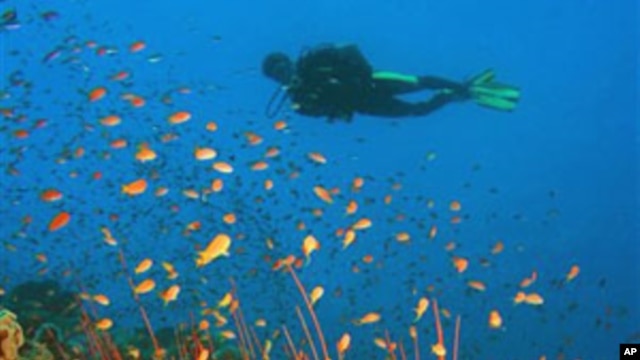 A scuba diver swims in this handout photo from the journal Science (file photo)