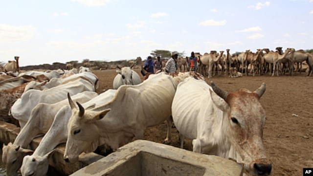 Livestock drink from a water point in the Kenya-Somalia border town of Liboi July 29, 2011