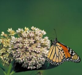 Removing the Monarchs' antenna not only eliminated their sense of smell and vibration, it also befuddled their navigation.