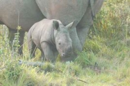 In South Africa, the race is on to save the lives of rhinos such as this from being wiped out by ruthless poachers