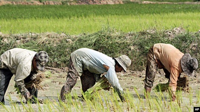 Cambodian farmers work on the rice field in Kampong Speu province, west of Phnom Penh, (File)