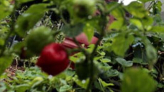 Community Gardens Grow Green Space in New York City